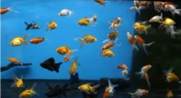 Как и как да храним рибата в аквариума?